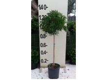 Καλλιστήμονας - Callistemon laevis