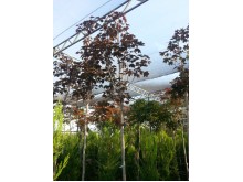 Σφενδάμι plat. crimpson king - Acer plat. crimpson king