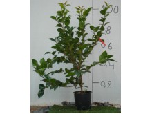 Κόρνος - Cornus sp.
