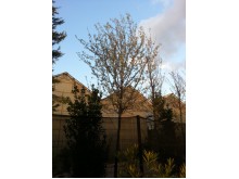 Τζιτζιφιά (Μοσχοϊτιά) - Elaeagnus angustifolia