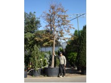 Τιλιά - Tilia platyphyllos