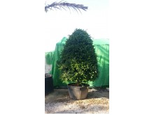 Φίκος Ροδίτικος - Ficus nitida