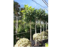 Φίκος australis - Ficus australis