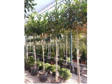 Φίκος australis μακρύφυλλος - Ficus macrophylla