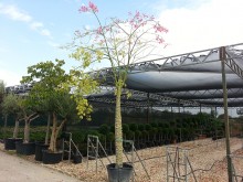 Χορίσια - Chorisia speciosa