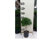 Αγγελική νάνα - Pittosporum tobira nanum