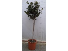 Ιβίσκος σινικός - Hibiscus sinensis (Ιβίσκος της Χαβάης)