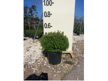 Φωτίνια νάνα - Photinia fraseri red robin nana