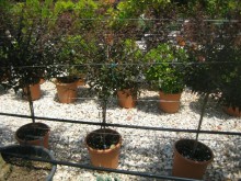 Αμπέλια - Abelia grandiflora 