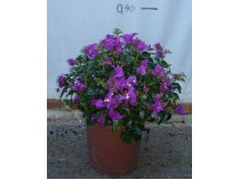 Βοκαμβίλια - Bougainvillea sp.