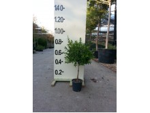 Ευγενία newport - Eugenia myrtifolia newport