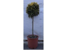 Ευώνυμο aurea - Euonymus jap. elegantissimus aurea