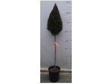 Τούγια pyramidalis aurea - Thuja pyramidalis aurea