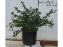 Αγγελική silverqueen - Pittosporum tenuifolium silverqueen
