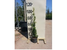 Κισσός - Hedera sp.