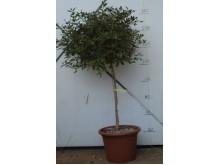 Πολύγαλα - Polygala myrtifolia