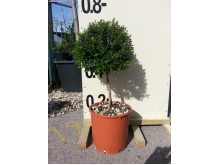 Μυρτιά μικρόφυλλη - Myrtus communis microphylla