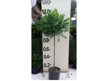 Πολύγαλα - Polygala myrtifolia