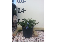 Γιουνίπερους - Juniperus sp.