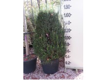 Ταξός baccata - Taxus baccata 