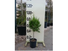Τούγια pyramidalis aurea - Thuja pyramidalis aurea
