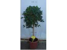 Φίκος - Ficus sp.