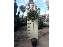 Φωτίνια - Photinia fraseri red robin