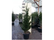 Έλατο nordmanniana - Abies nordmanniana