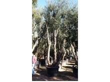 Αριά Φελλόδενδρο - Quercus suber