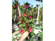 Γιατρόφα - Jatropha sp.