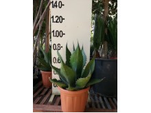 Αθάνατος ferox - Agave ferox
