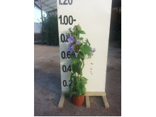 Θουνμπέργκια - Thunbergia grandiflora