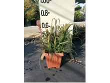 Μπιλμπέργκια - Billbergia nutans