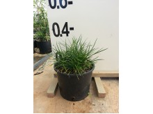 Οφιοπόγον - Ophiopogon japonicus