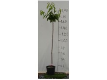 Κερασιά - Prunus cerasus