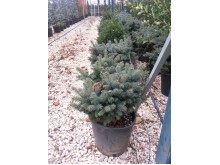 Πικέα pungens glauca globosa nana - Picea pungens glauca globosa nana