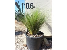 Στίπα - Stipa sp.