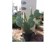 Φραγκοσυκιά - Opuntia ficus indica