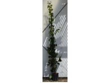 Γιασεμί κίτρινο - Jasminum nudiflorum