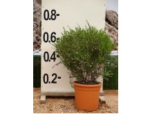 Μπορόνια - Boronia sp.