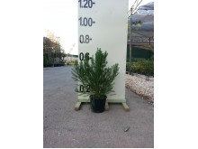Οζόθαμνος - Ozothamnus rosmarinifolia