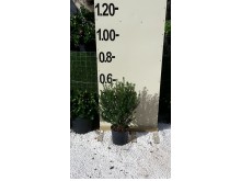 Πεμελέα - Pimelea sp.