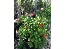 Ρούτια - Ruttya gialla