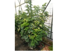 Σεφλέρα - Schefflera sp.