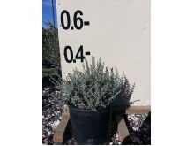 Τεύκριο marum - Teucrium marum