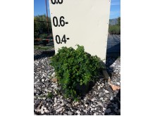 Φίκος έρπων - Ficus pumila repens