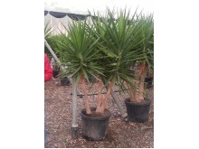 Γιούκα rigida - Yucca rigida