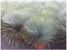 Γιούκα rostrata - Yucca rostrata