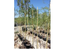 Ποϊντσιάνα - Caesalpinia gilliesii