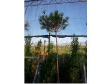 Κουκουναριά - Pinus pinea